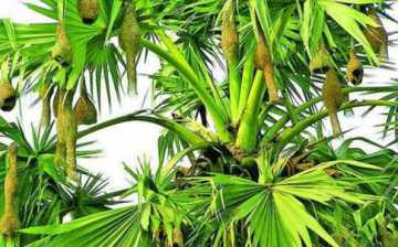 কালস্রোতে হারিয়ে যাচ্ছে বাবুই পাখির বাসা